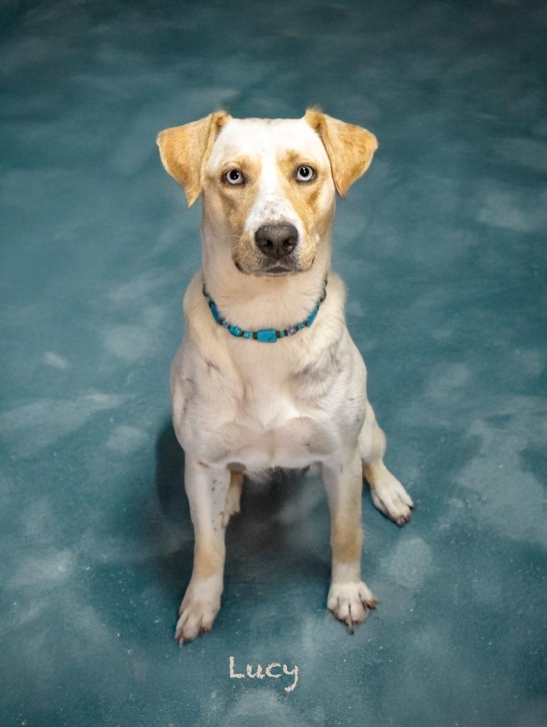 Lucy, a Adoptable mixed breed in Hot Springs Village, AR image 1/4