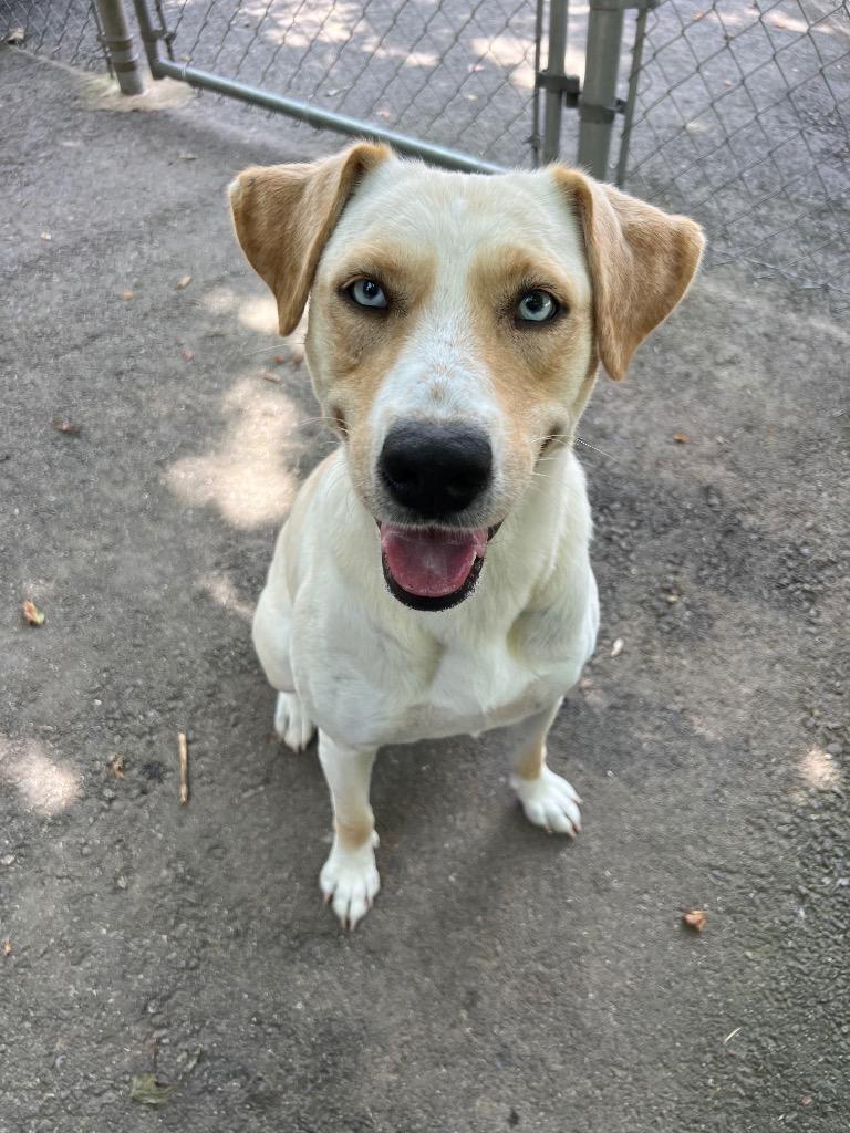 Lucy, a Adoptable mixed breed in Hot Springs Village, AR image 1/4