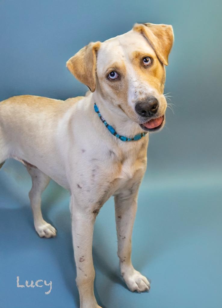 Lucy, a Adoptable mixed breed in Hot Springs Village, AR image 3/4