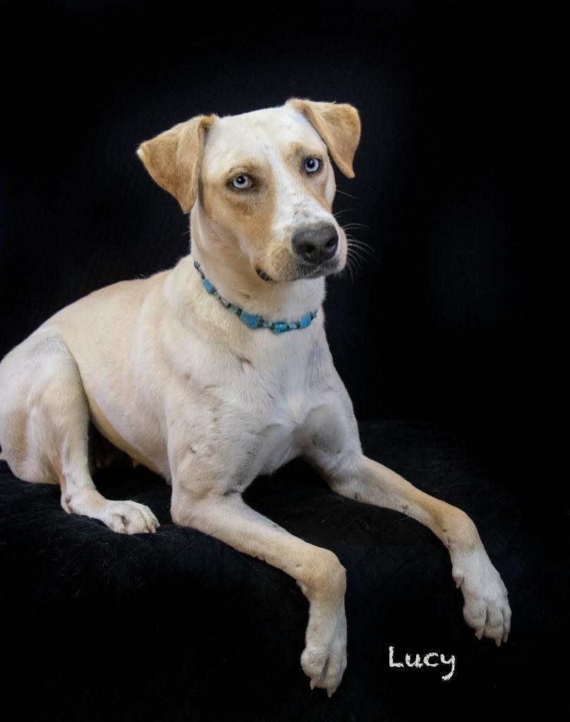 Lucy, a Adoptable mixed breed in Hot Springs Village, AR image 4/4