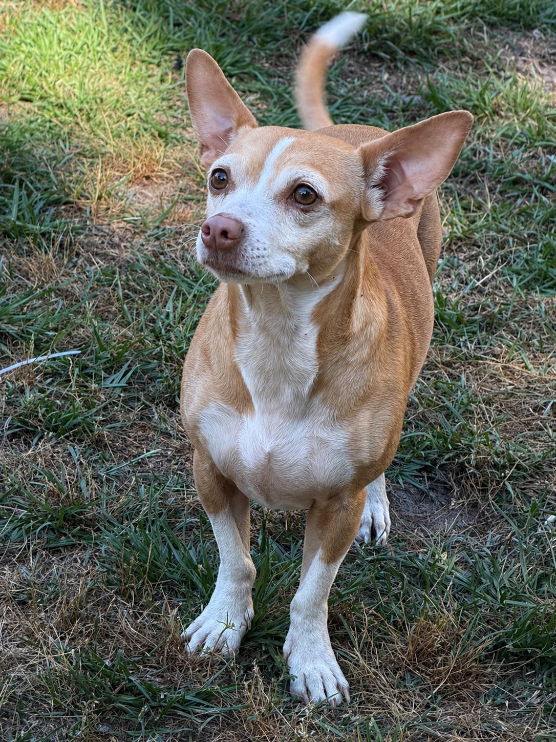 Lexi, ADOPTABLE, Young Female Chihuahua.