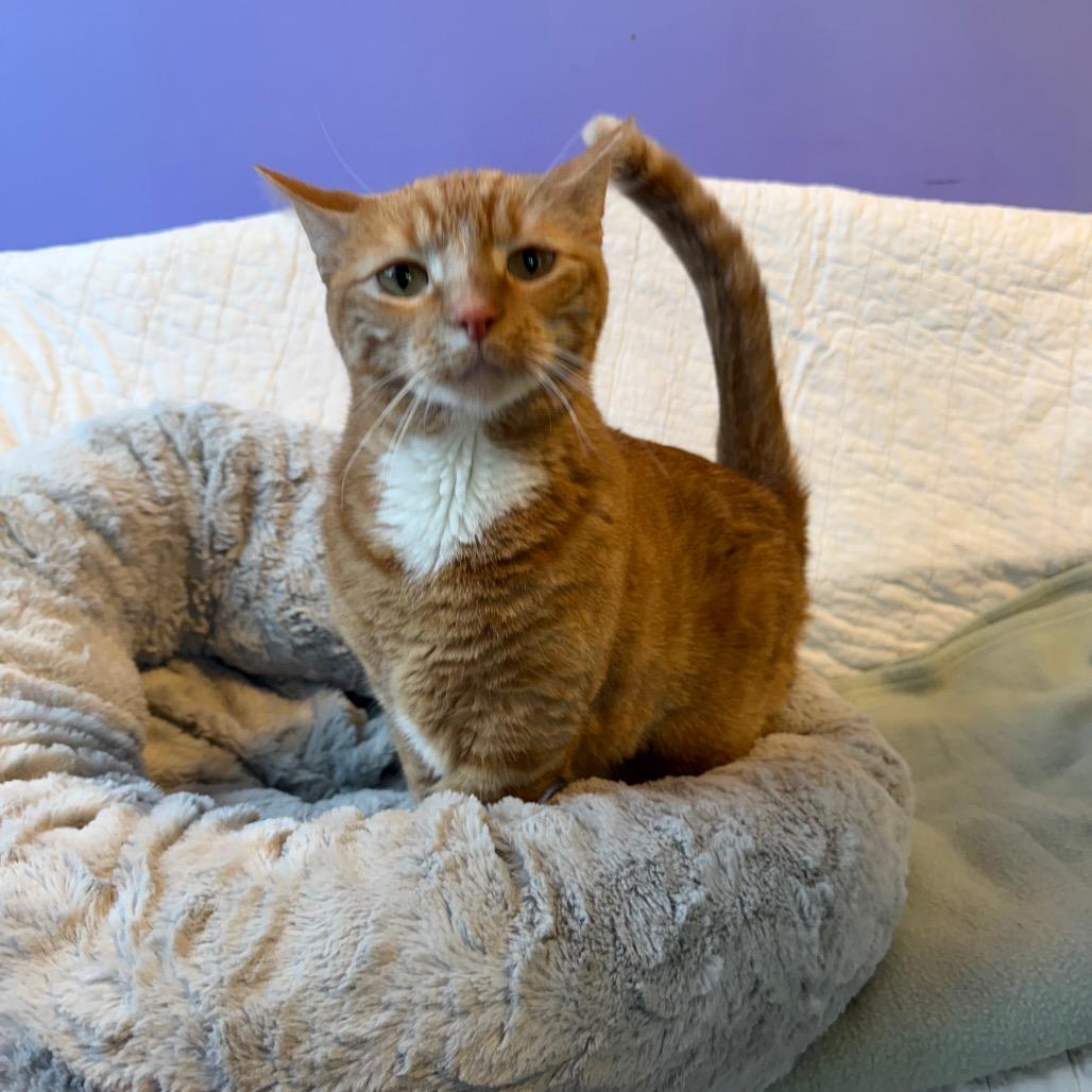 Geraldine, a Adoptable Domestic Short Hair in Mankato, MN image 1/5