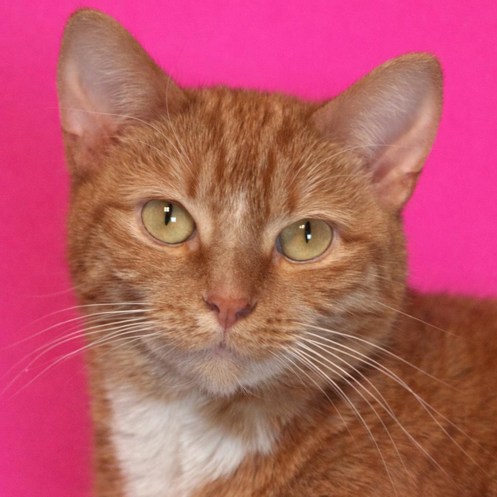 Geraldine, a Adoptable Domestic Short Hair in Mankato, MN image 1/2