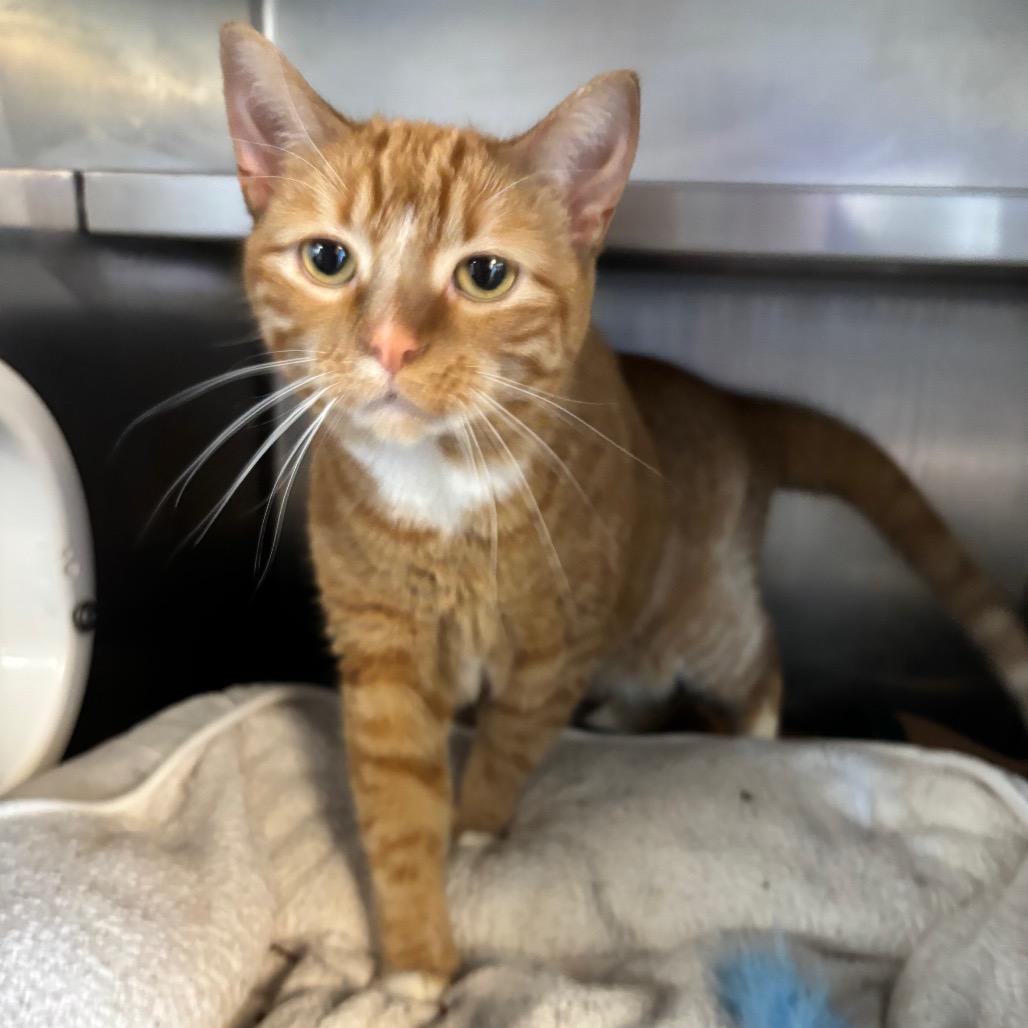 Enlarge Geraldine, a Adoptable Domestic Short Hair in Mankato, MN image 2/3