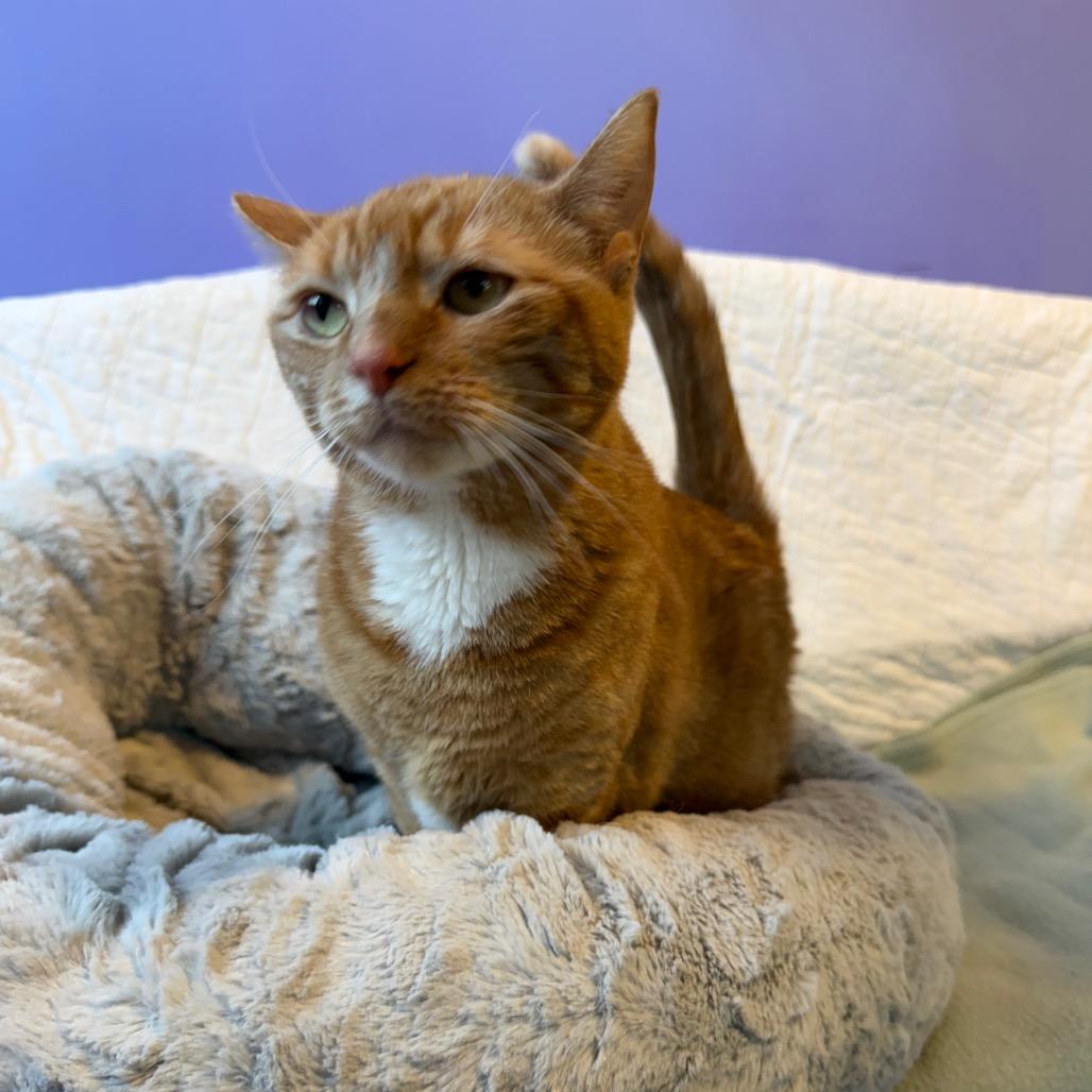 Geraldine, a Adoptable Domestic Short Hair in Mankato, MN image 4/5