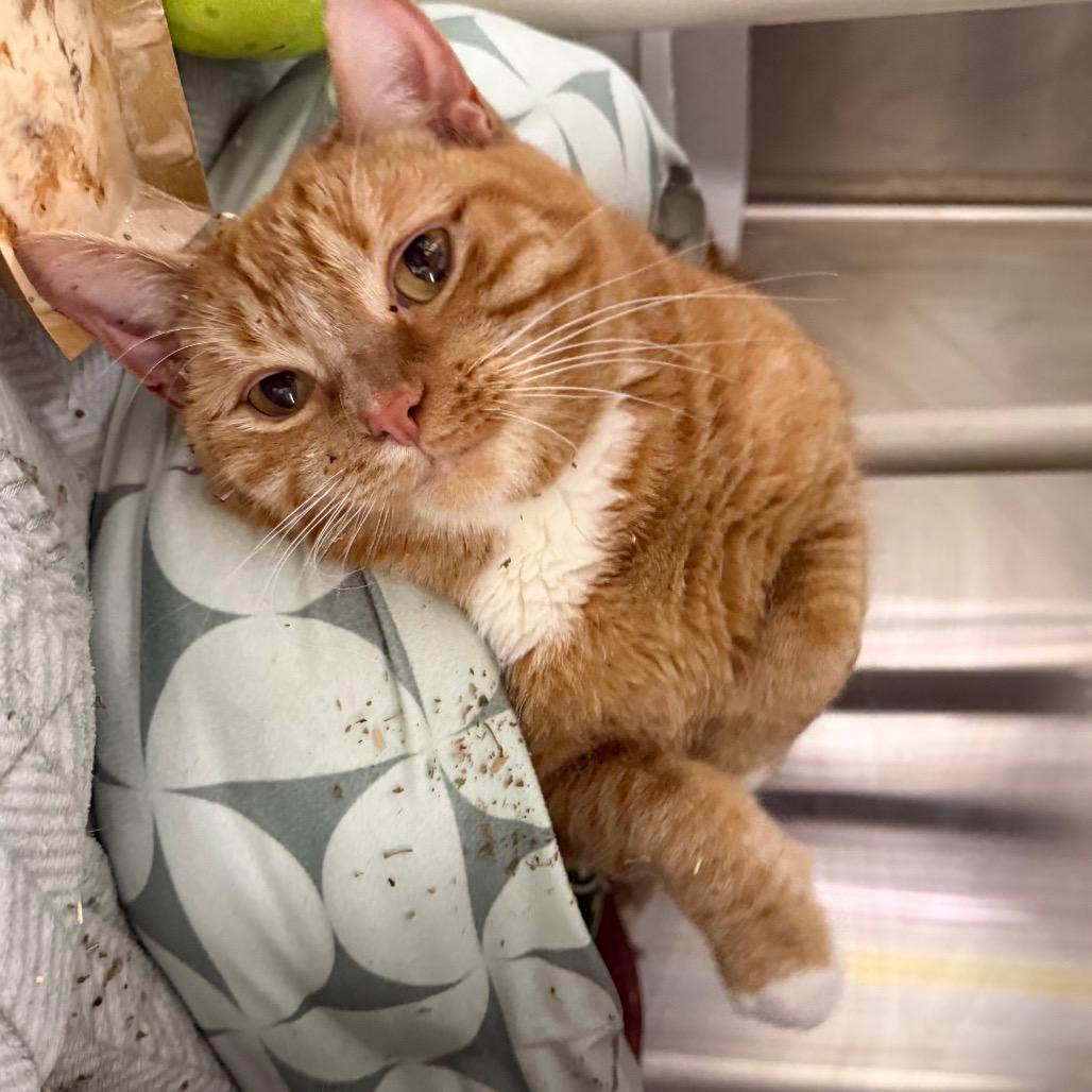 Geraldine, a Adoptable Domestic Short Hair in Mankato, MN image 2/2