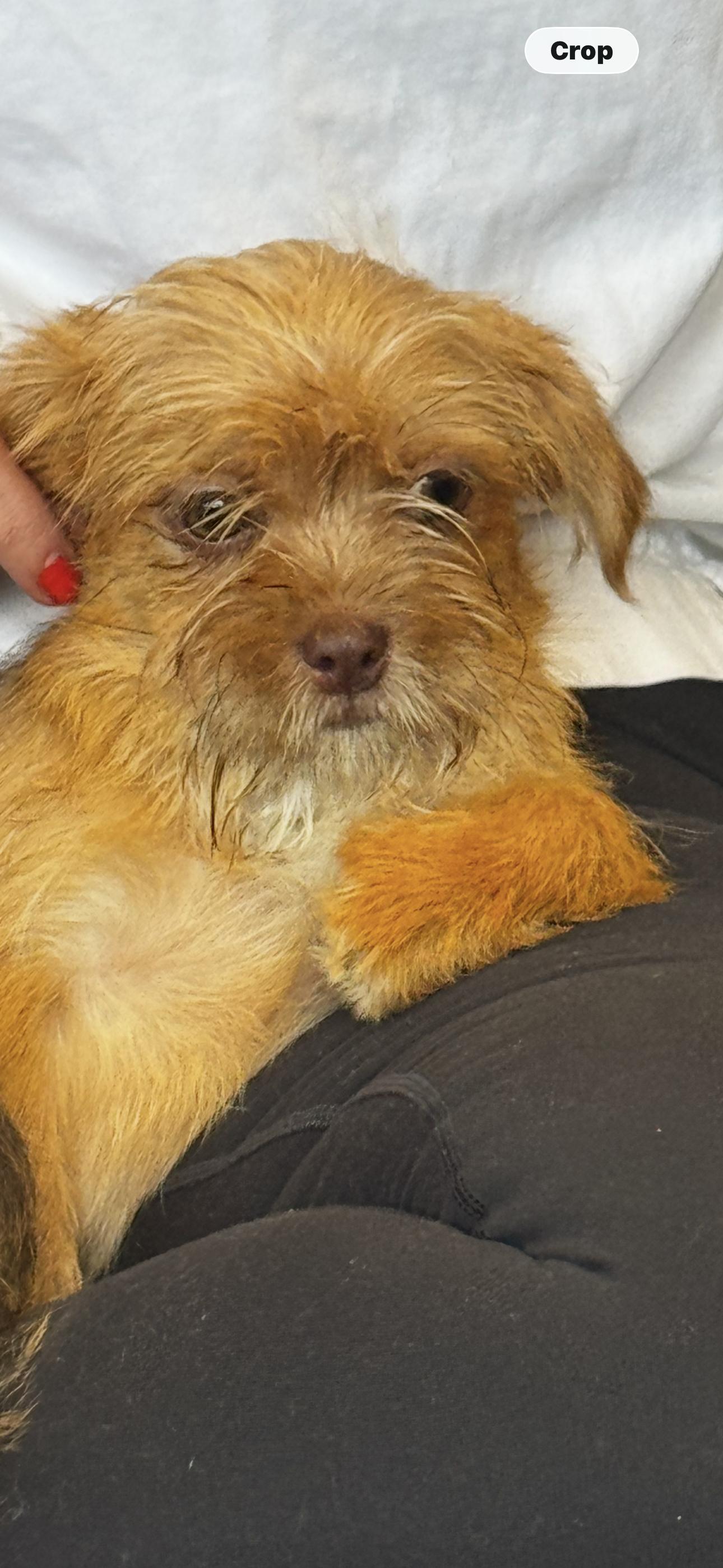 Stitch, ADOPTABLE, Puppy Male Shorkie.