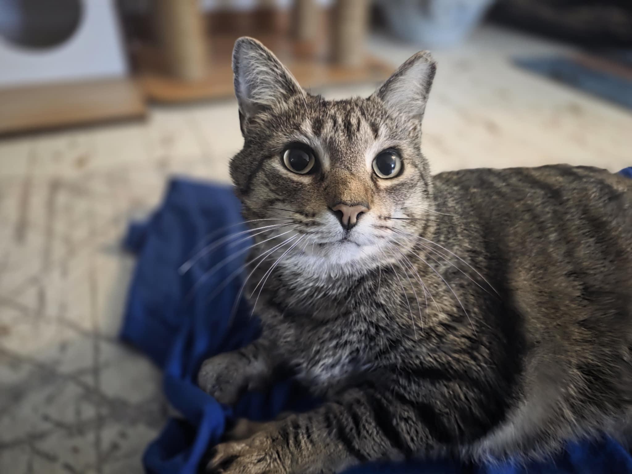 Norman, Adoptable, Adult Male Tabby.