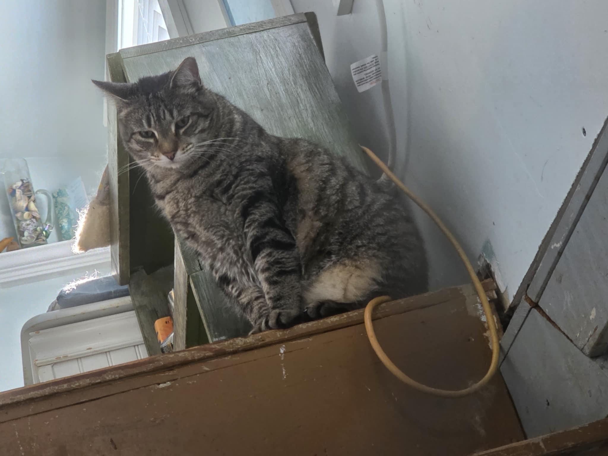 Enlarge Norman, a Adoptable Tabby in Norwich, CT image 2/3