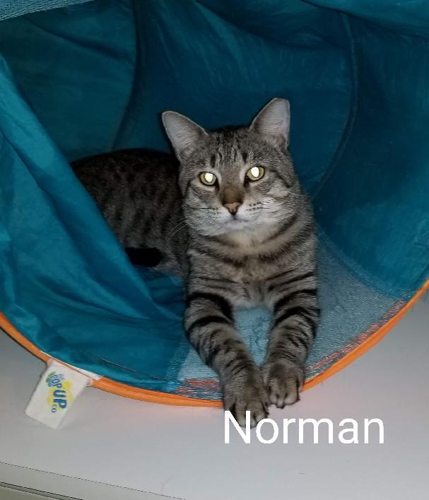 Enlarge Norman, a Adoptable Tabby in Norwich, CT image 3/3