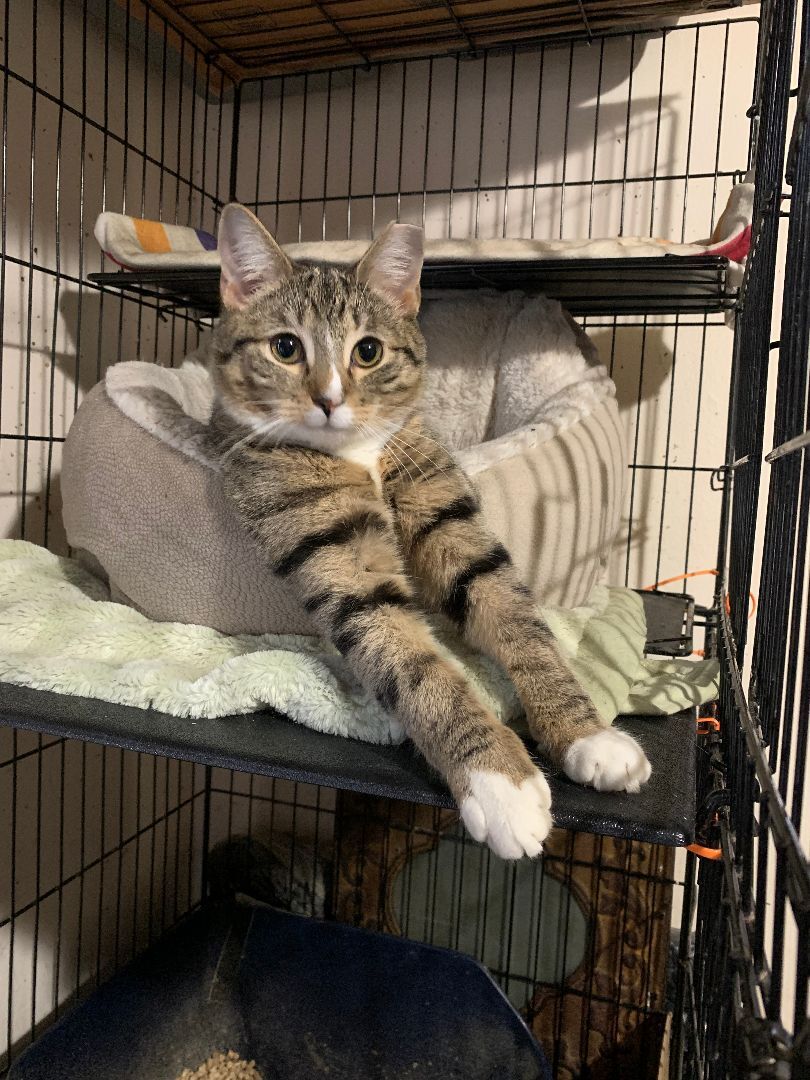 Enlarge Lucy, a Adoptable Domestic Short Hair in Brooklyn, NY image 2/4