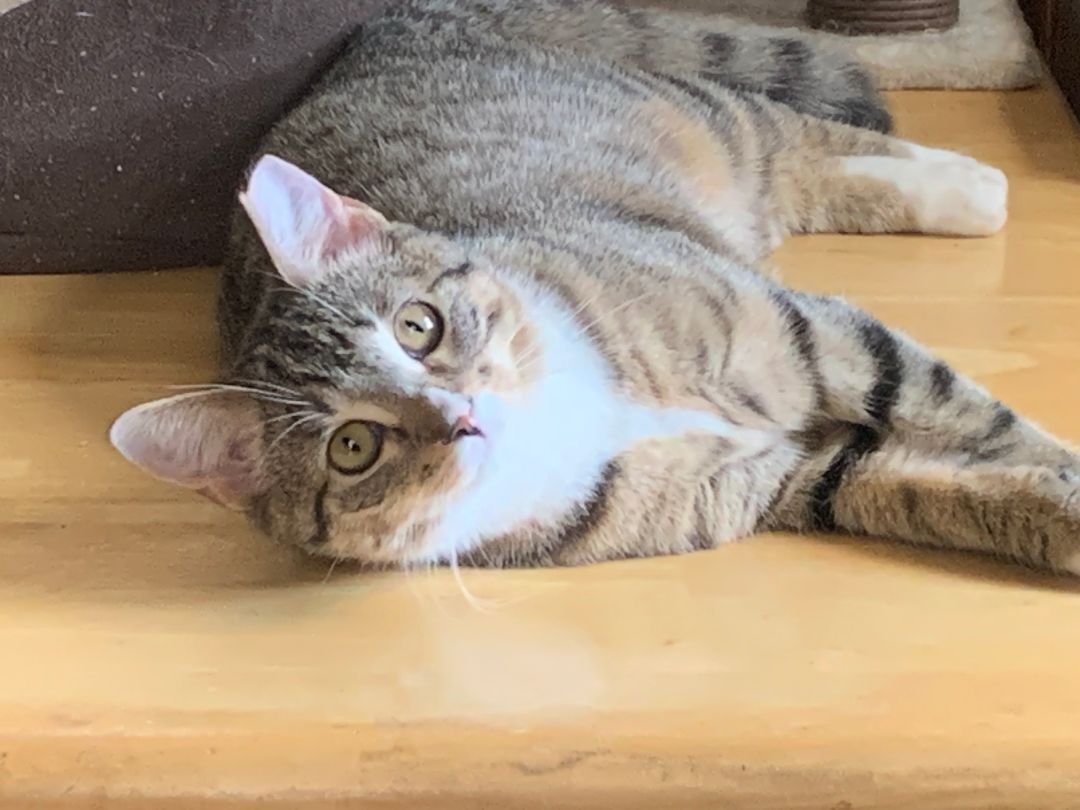 Enlarge Lucy, a Adoptable Domestic Short Hair in Brooklyn, NY image 1/4