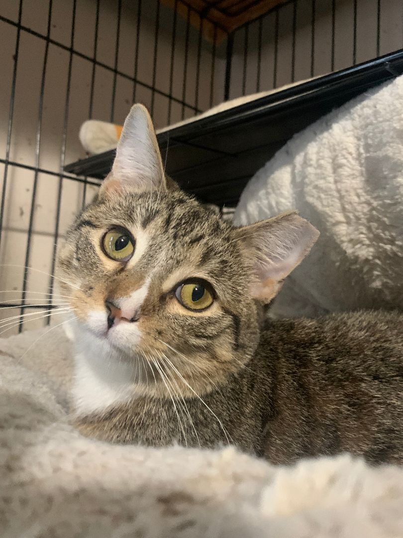 Enlarge Lucy, a Adoptable Domestic Short Hair in Brooklyn, NY image 3/4