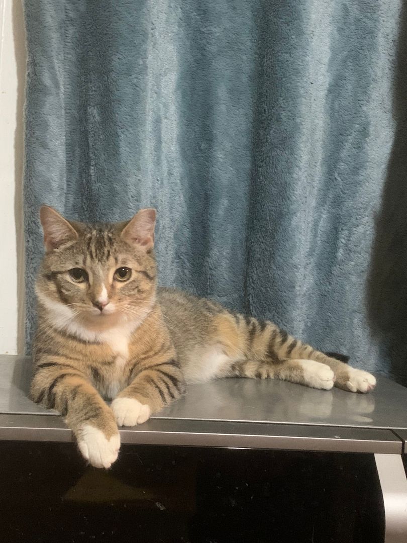 Enlarge Lucy, a Adoptable Domestic Short Hair in Brooklyn, NY image 4/4