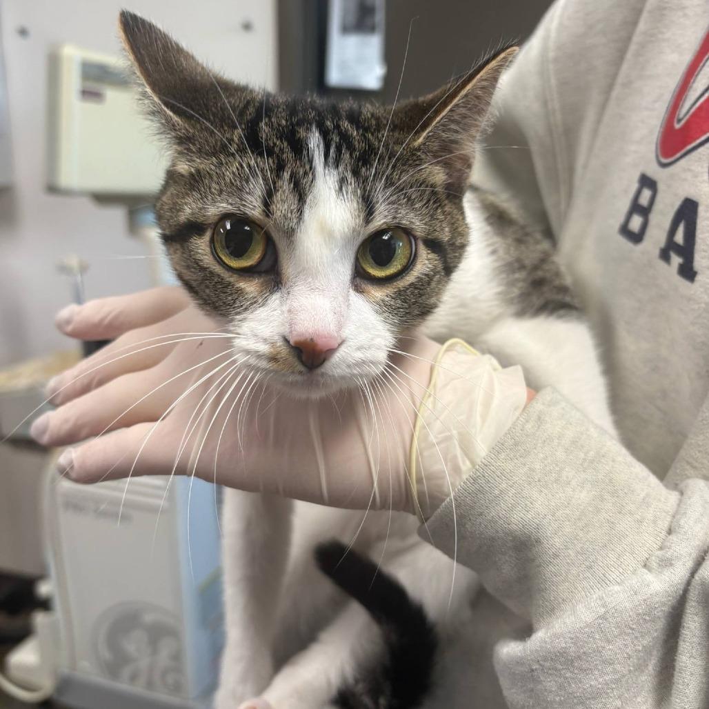 Kali, Adoptable, Adult Female Domestic Short Hair.