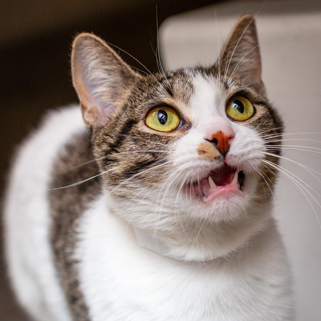 Enlarge Kali, a Adoptable Domestic Short Hair in Hattiesburg, MS image 2/3