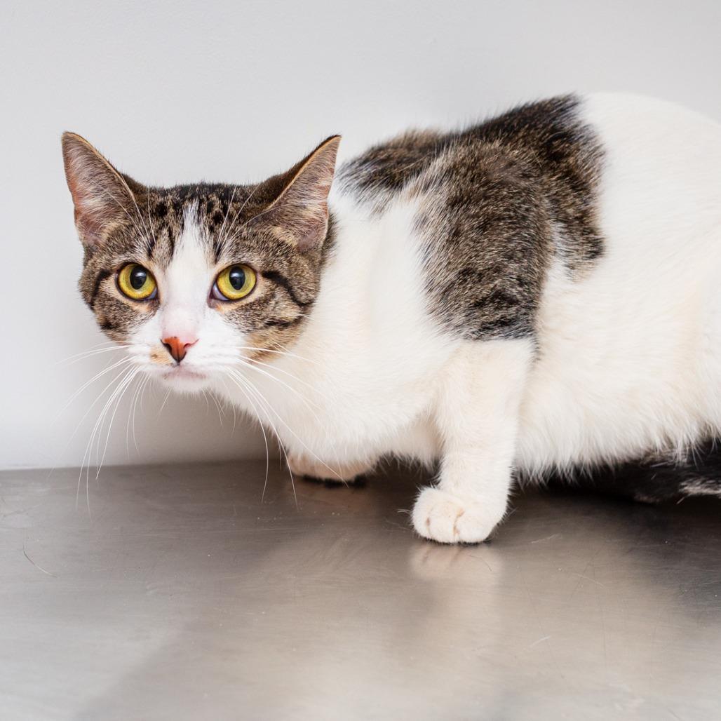 Enlarge Kali, a Adoptable Domestic Short Hair in Hattiesburg, MS image 3/3