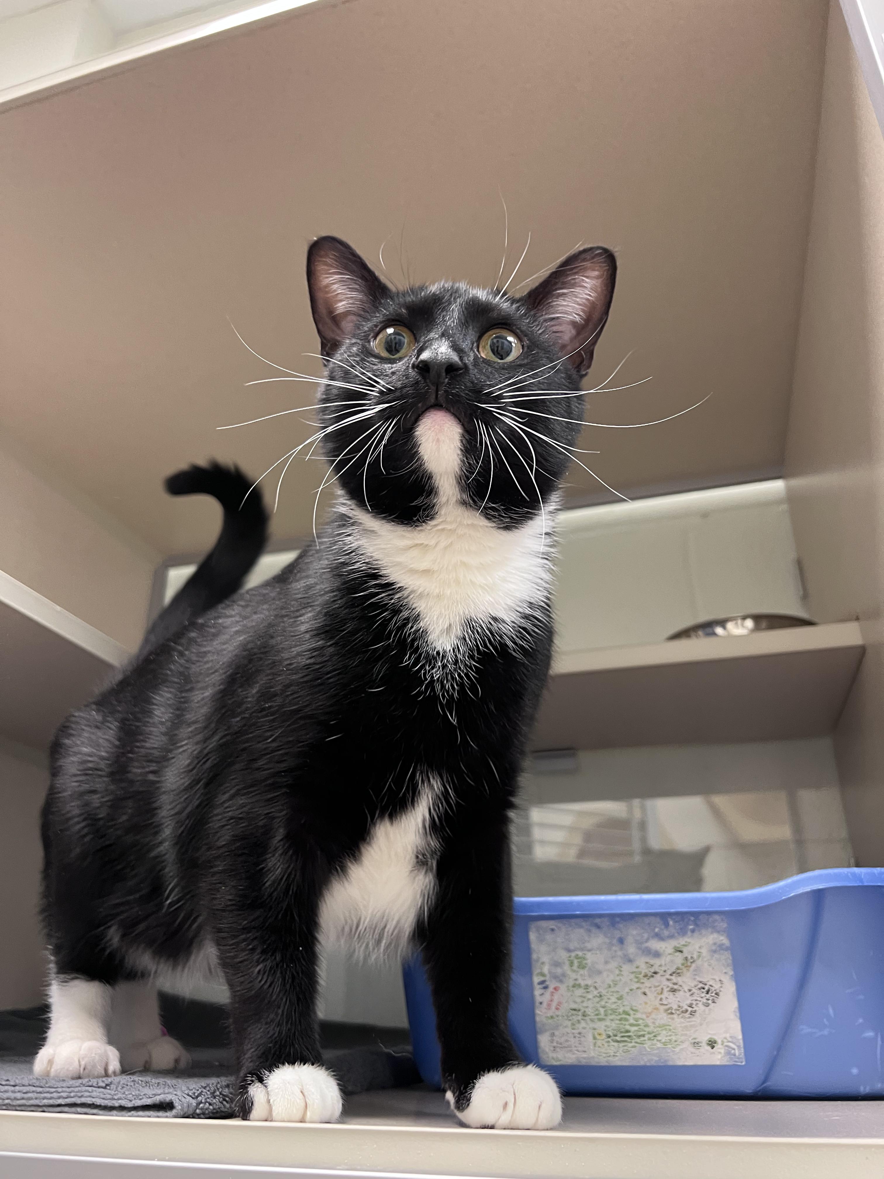 Enlarge AJ, a ADOPTABLE Domestic Short Hair in Old Saybrook, CT image 2/4