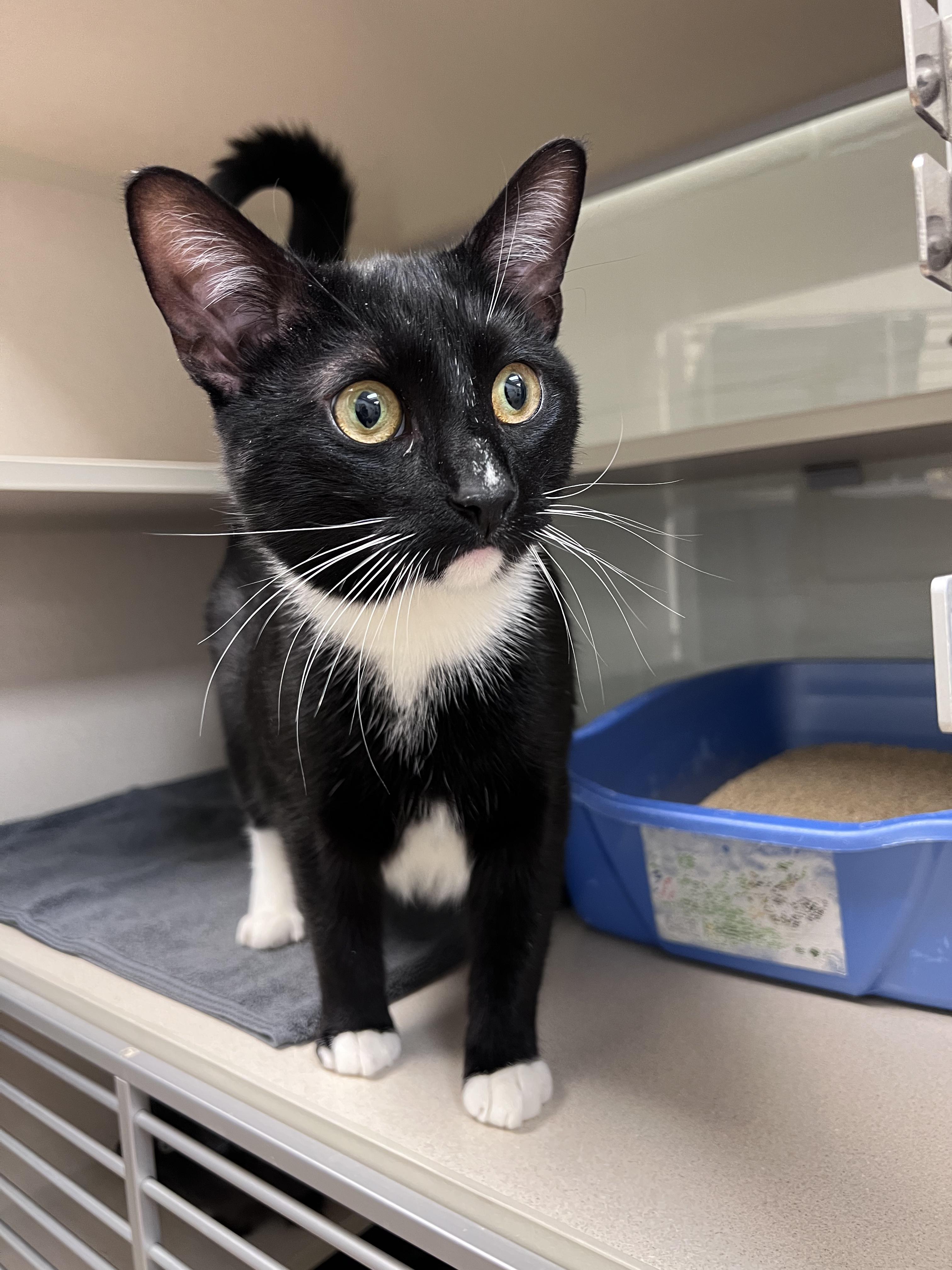 Enlarge AJ, a ADOPTABLE Domestic Short Hair in Old Saybrook, CT image 3/4