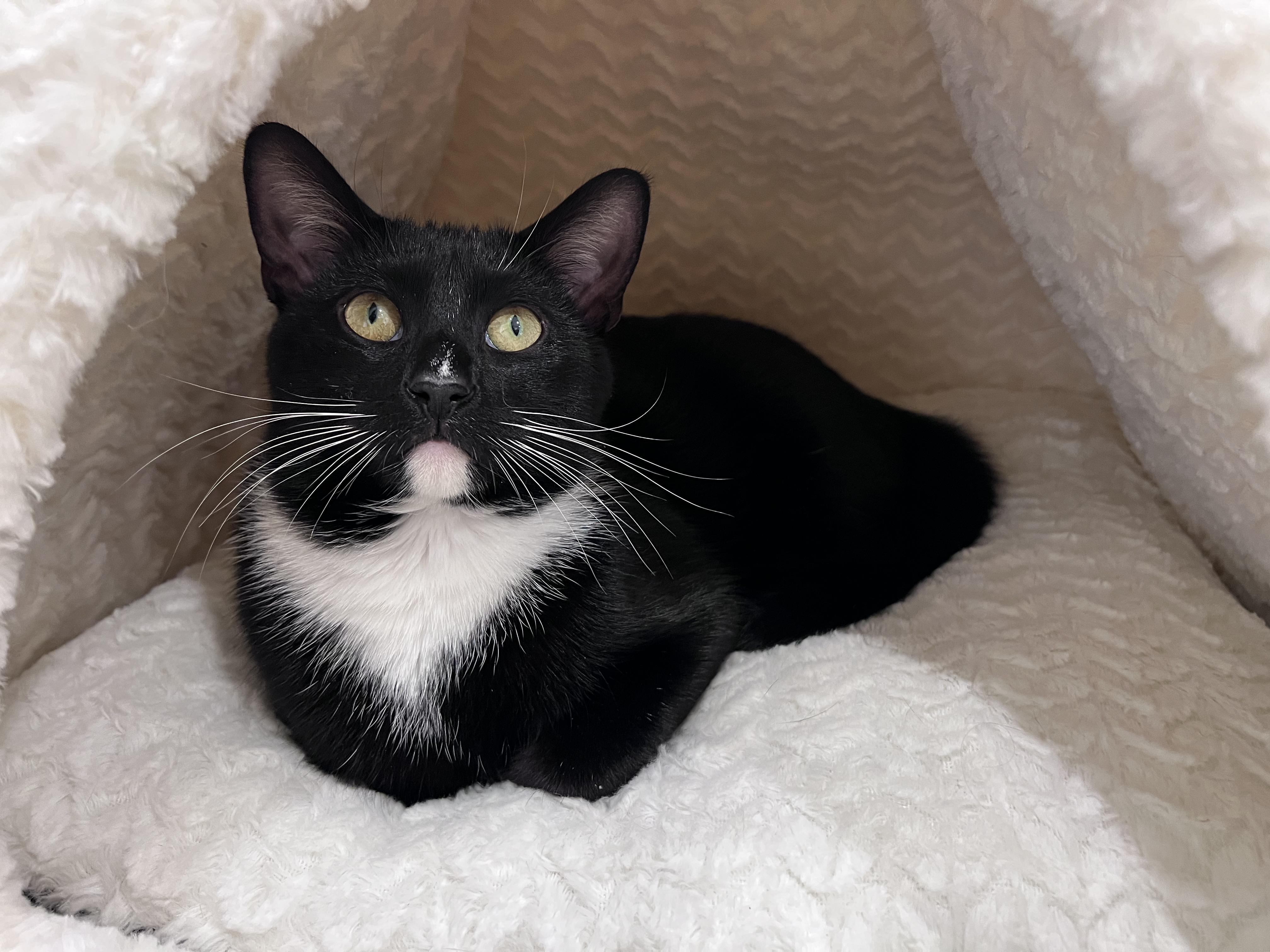 AJ, ADOPTABLE, Young Male Domestic Short Hair.