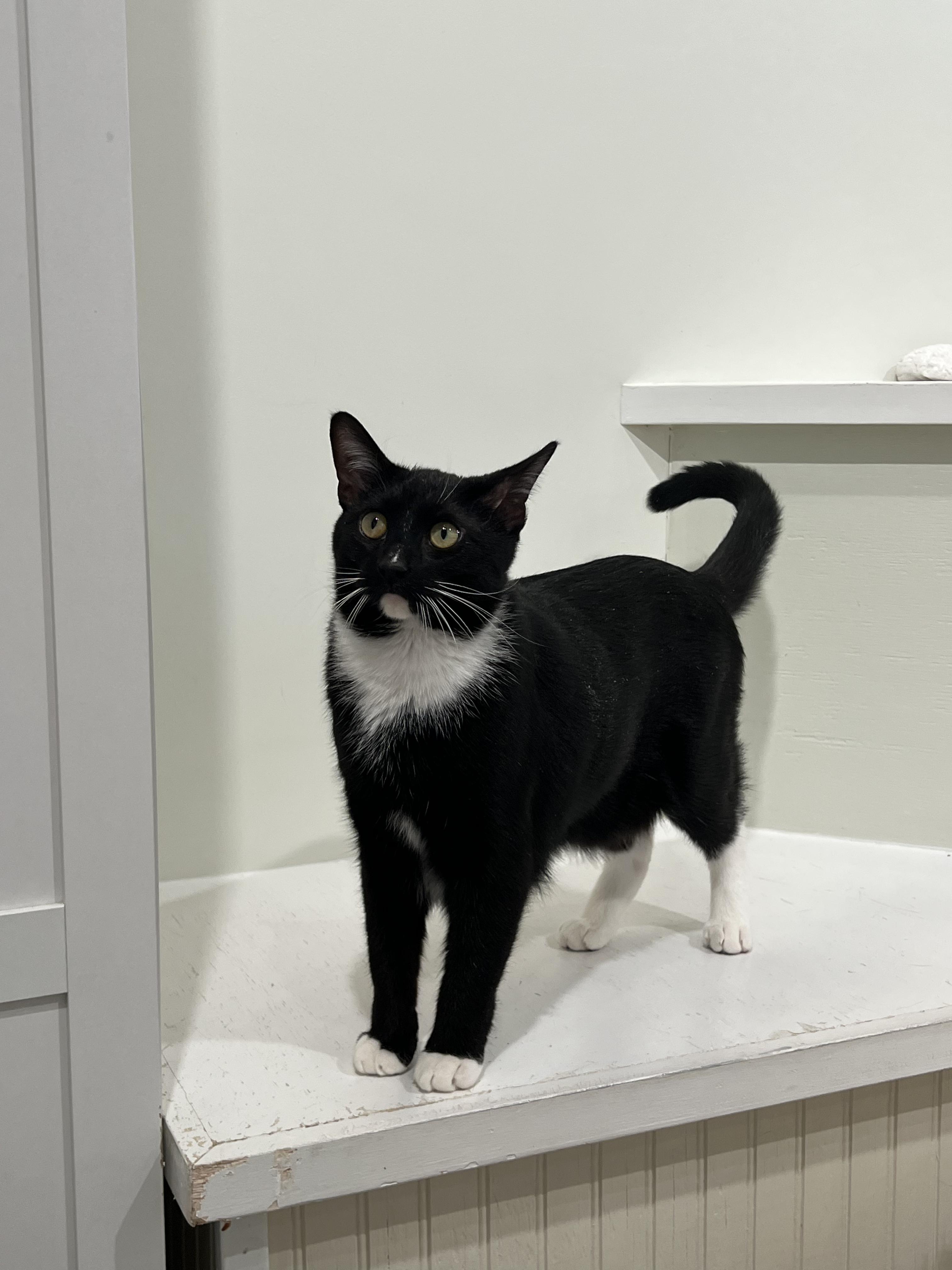 Enlarge AJ, a ADOPTABLE Domestic Short Hair in Old Saybrook, CT image 4/4