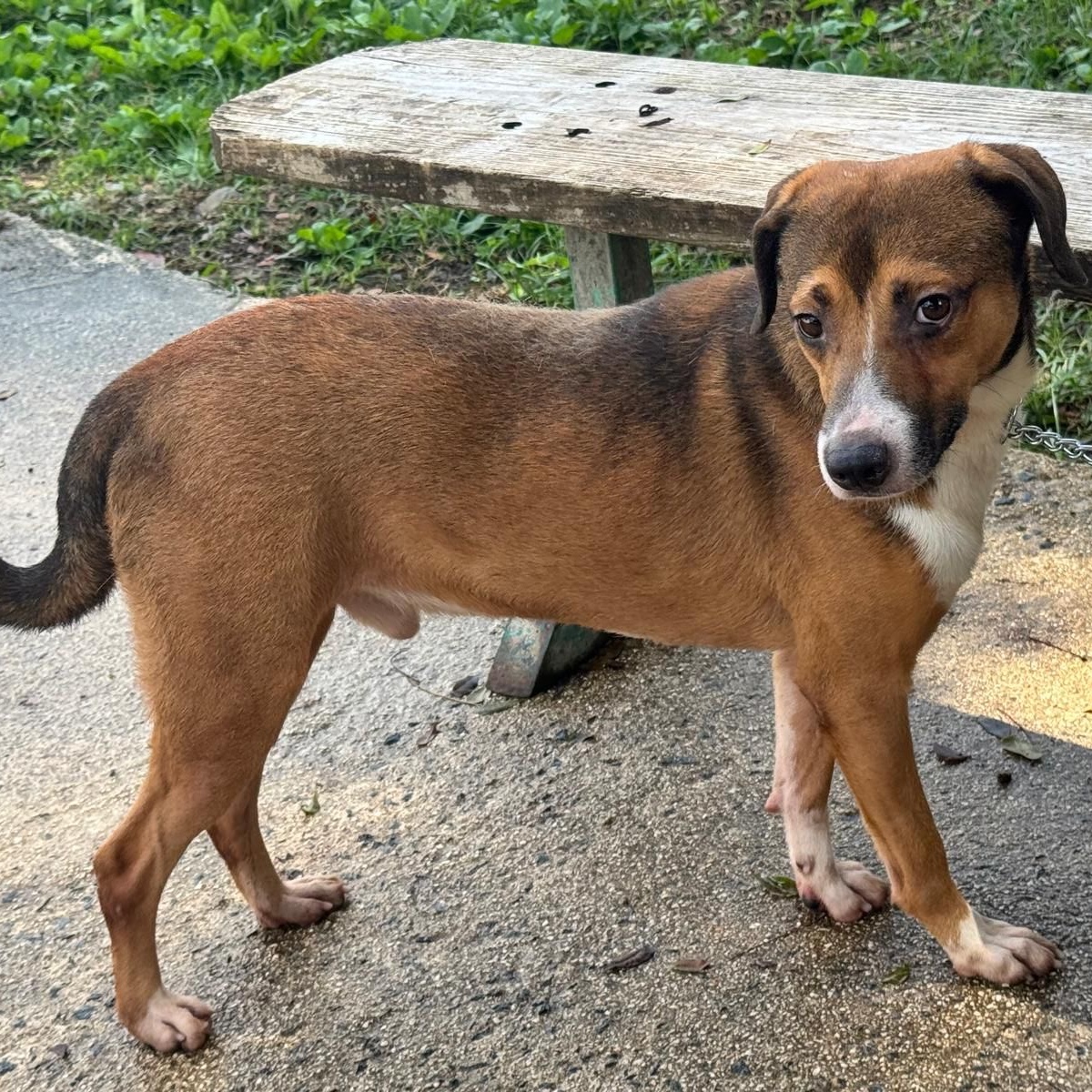 Enlarge NINO "Love makes me happy.", a Adoptable mixed breed in New York, NY image 3/6