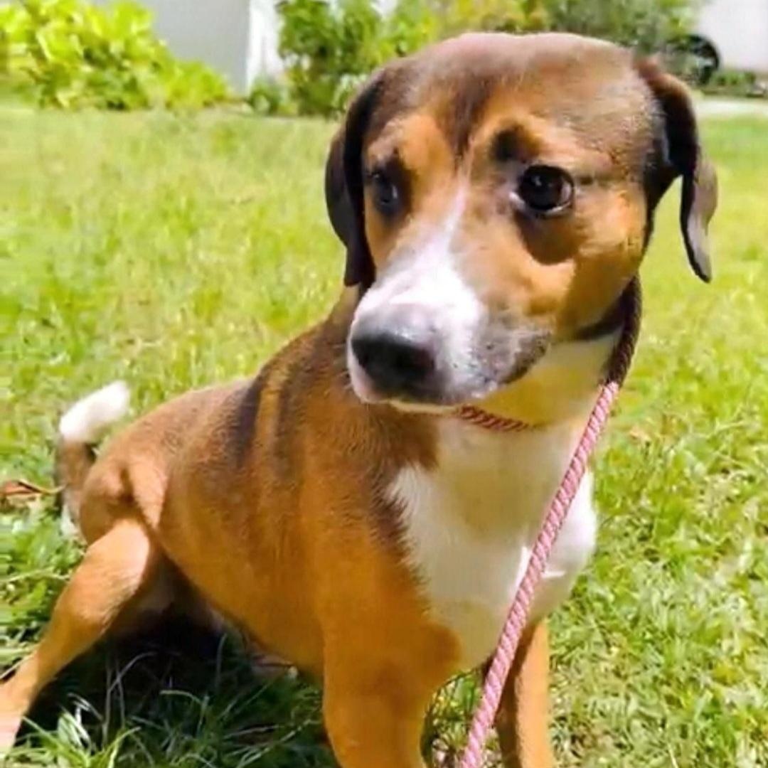 Enlarge NINO "Love makes me happy.", a Adoptable mixed breed in New York, NY image 1/6