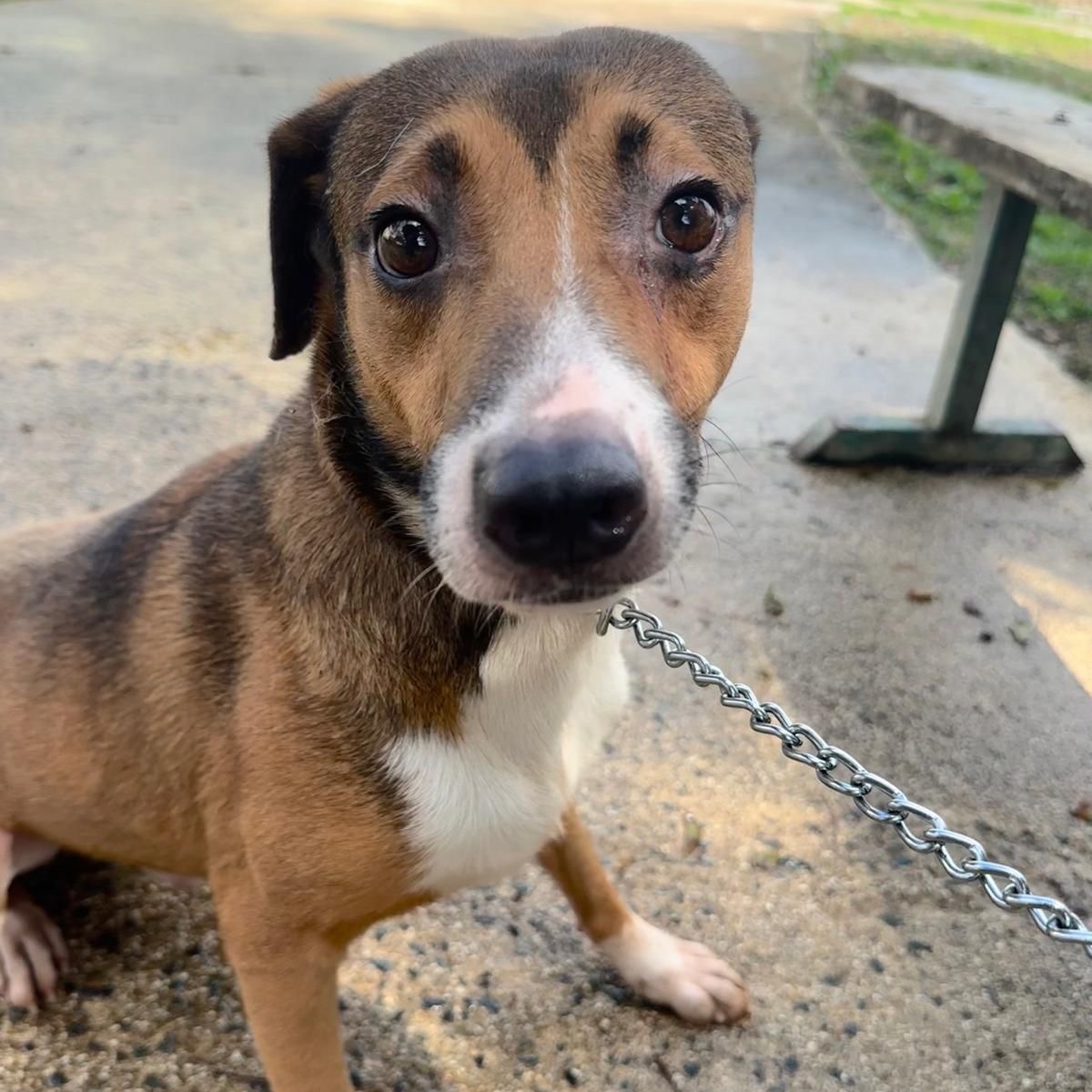 Enlarge NINO "Love makes me happy.", a Adoptable mixed breed in New York, NY image 2/6