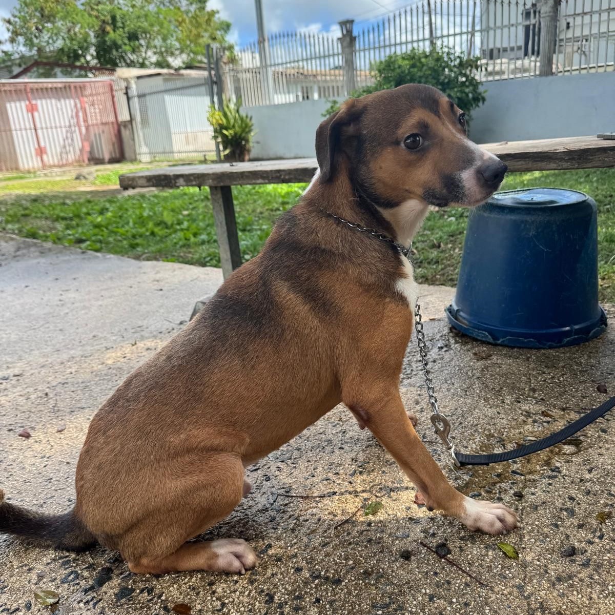 Enlarge NINO "Love makes me happy.", a Adoptable mixed breed in New York, NY image 5/6