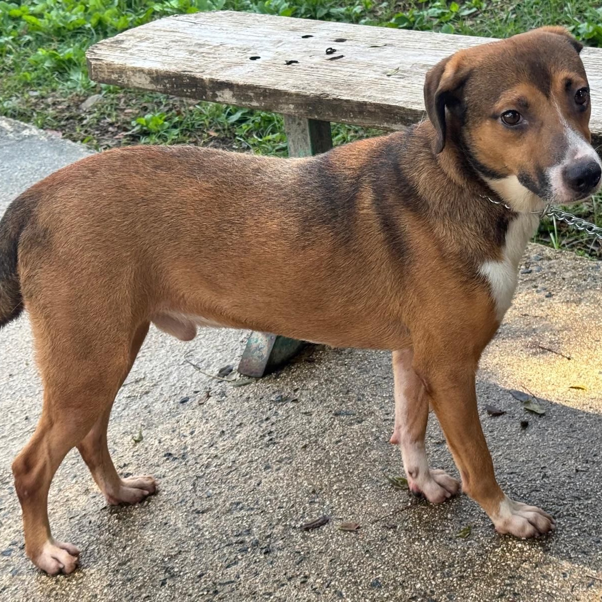 Enlarge NINO "Love makes me happy.", a Adoptable mixed breed in New York, NY image 6/6