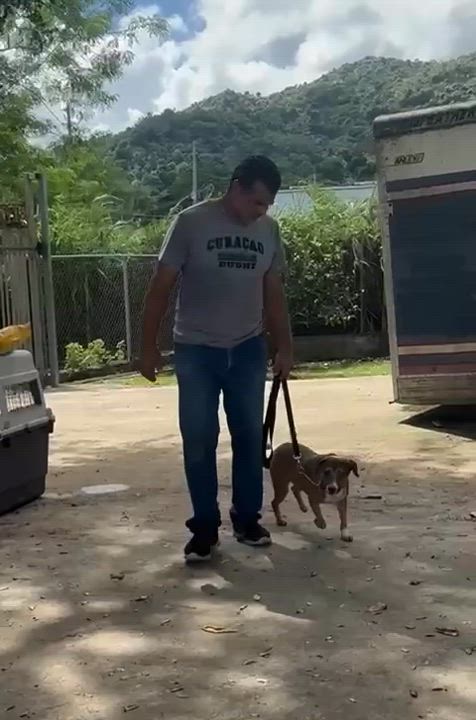 Enlarge NINO "Love makes me happy.", a Adoptable mixed breed in New York, NY video 4/6