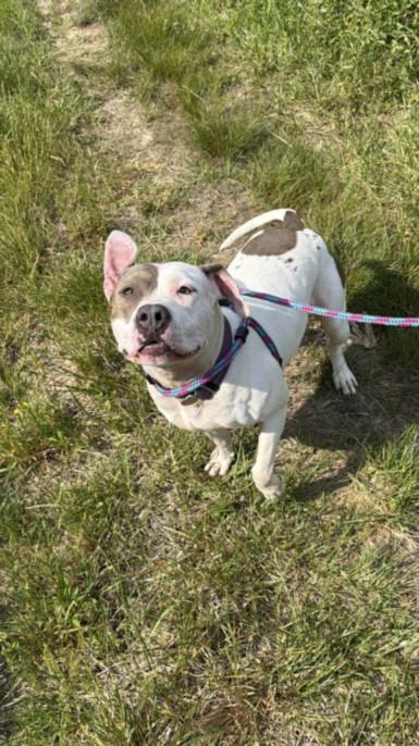 EVE, Adoptable, Adult Female American Staffordshire Terrier.