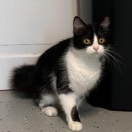 Lucie, a Adoptable Domestic Long Hair in Blair, WI image 1/2