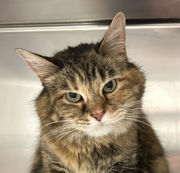 Abby, Adoptable, Adult Female Domestic Medium Hair.
