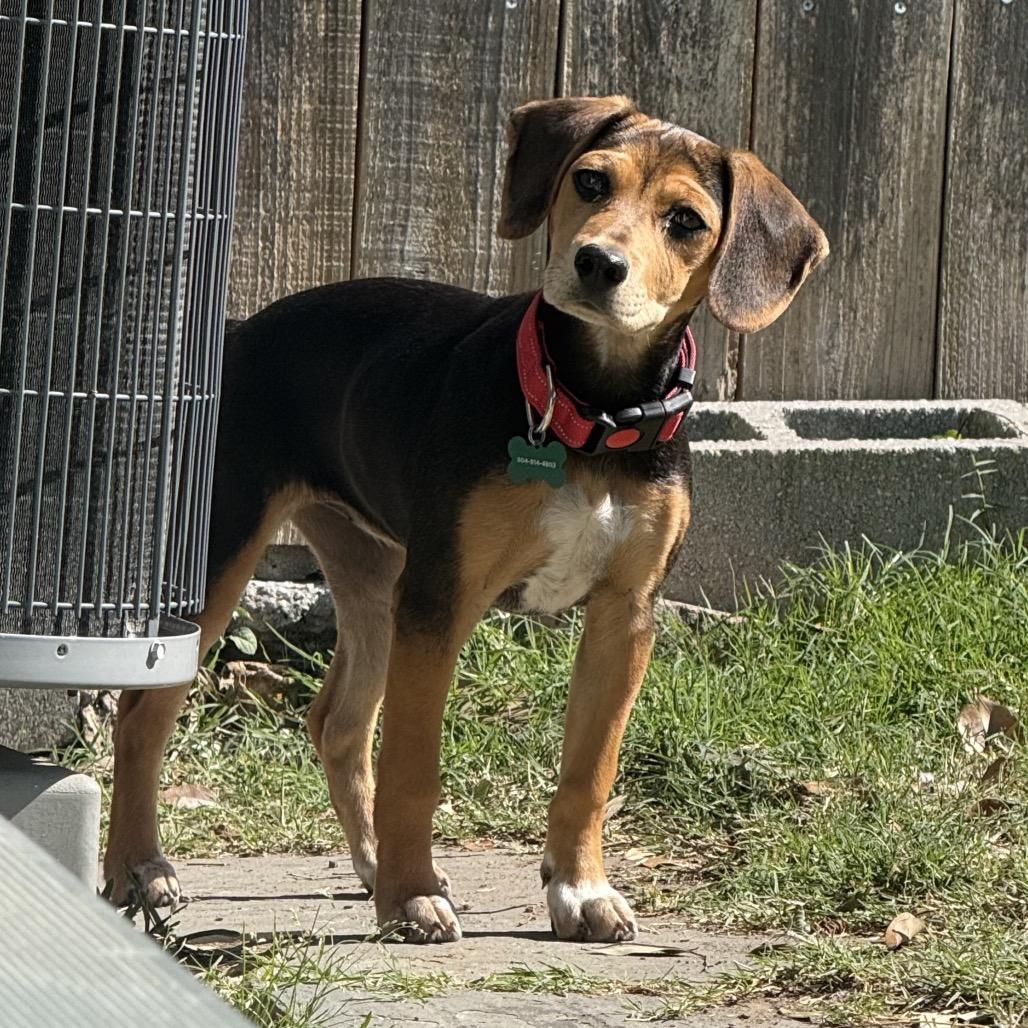 Willow (Benefactor Puppy)