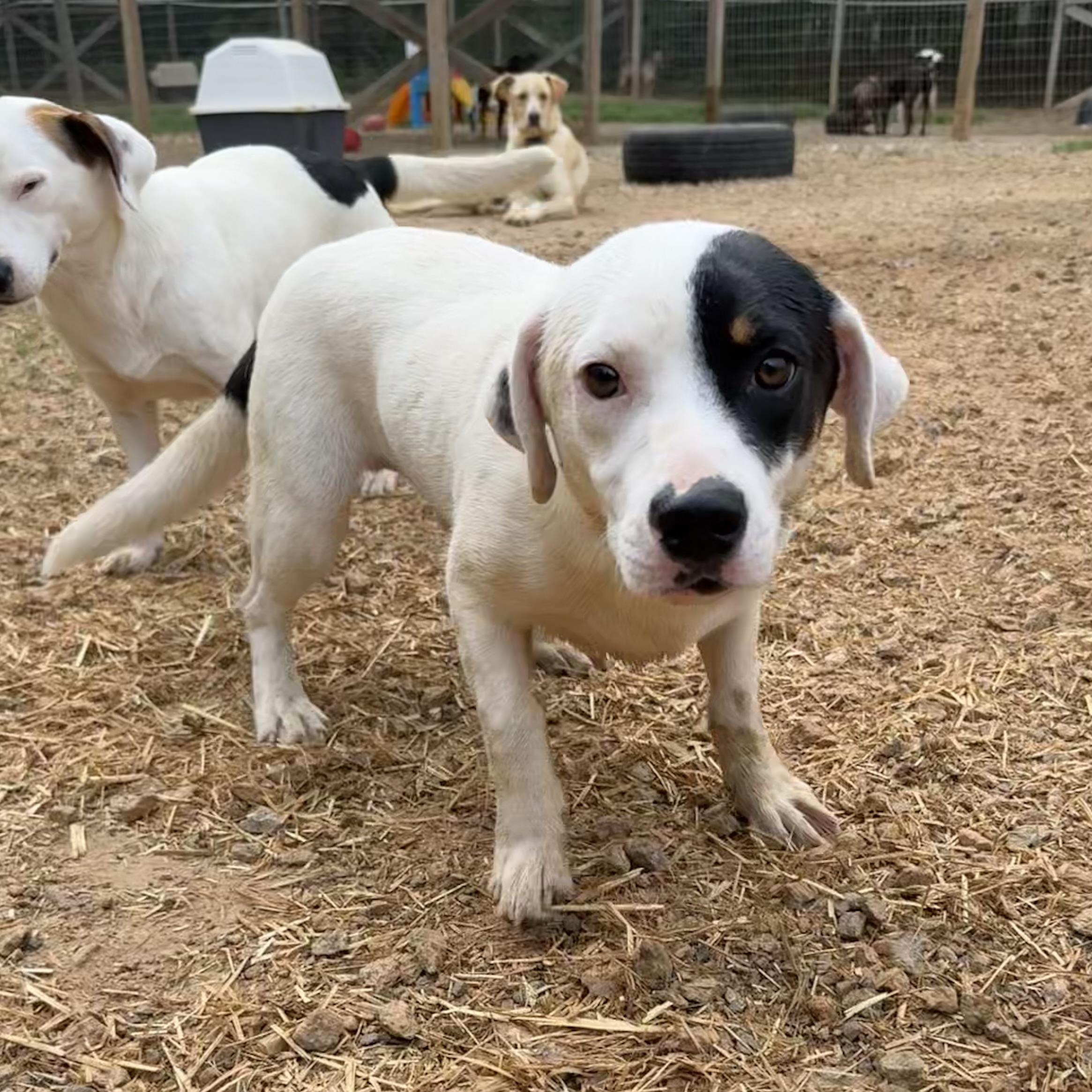 Enlarge Stretch Armstrong, a Adoptable mixed breed in West Chester, PA image 2/4