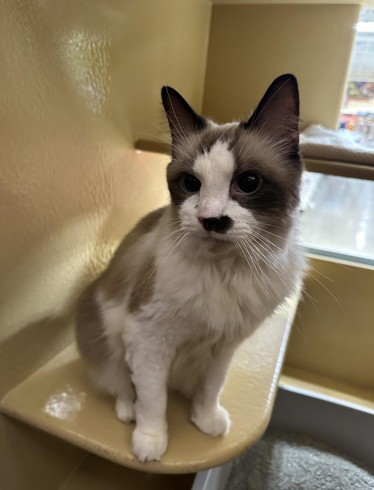Queso, Adoptable, Adult Male Domestic Medium Hair.