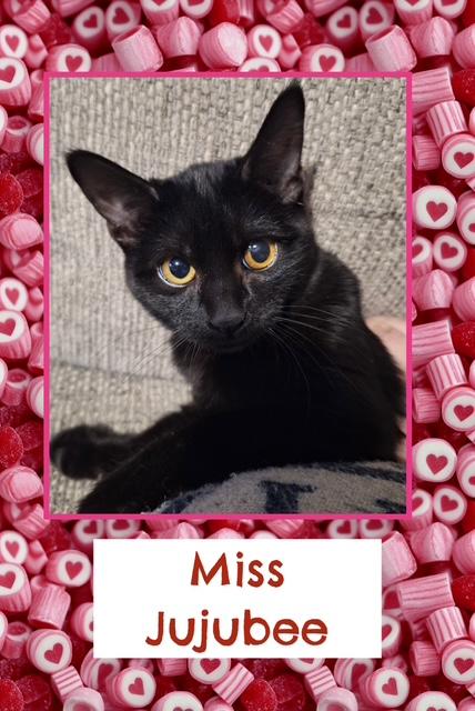 Enlarge Jujubee, an adopted Domestic Short Hair in Kearney, NE image 1/2