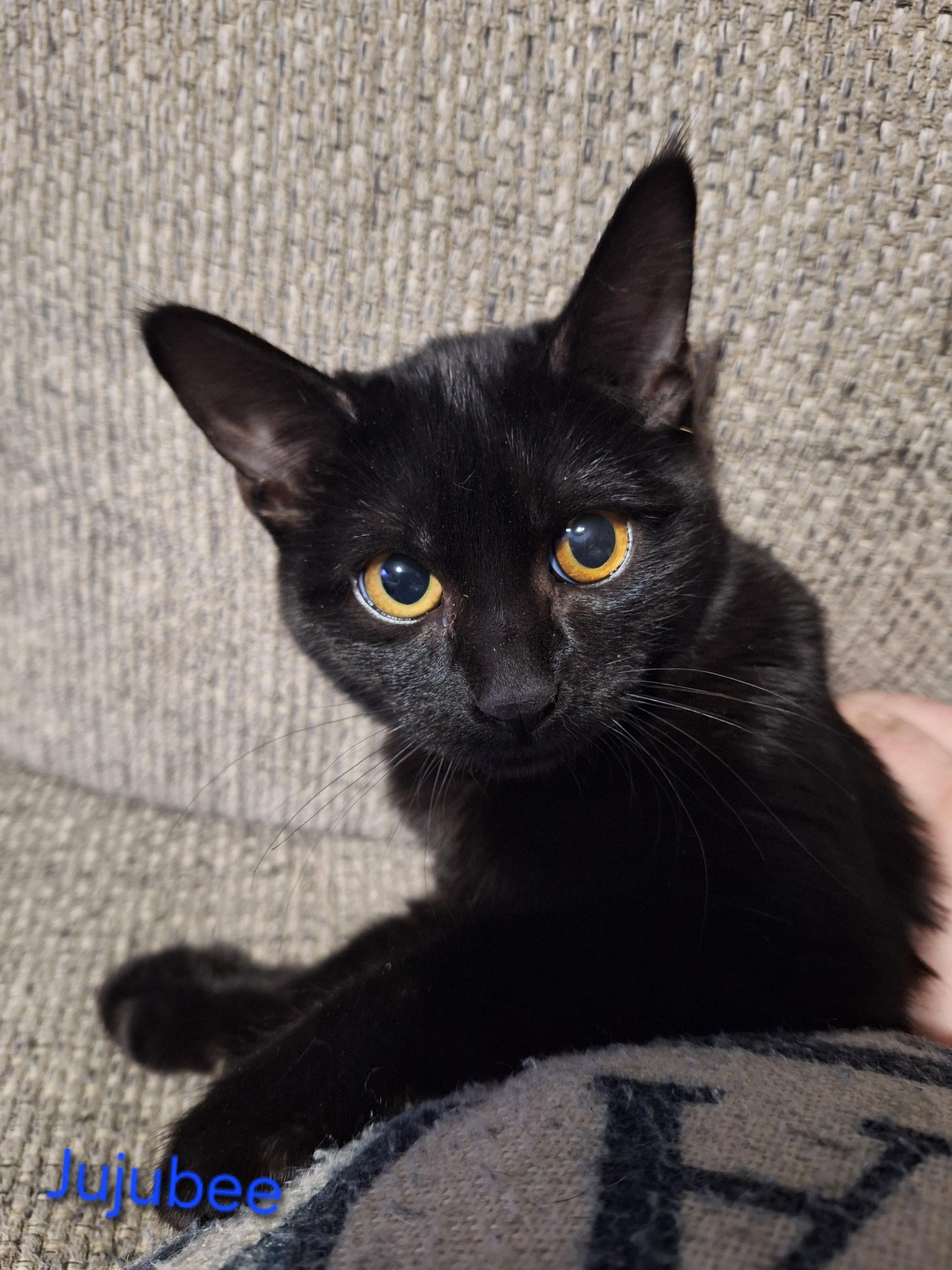 Enlarge Jujubee, an adopted Domestic Short Hair in Kearney, NE image 2/2