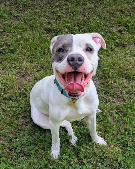 Rambler, a Adoptable mixed breed in Crescent city, CA image 1/6