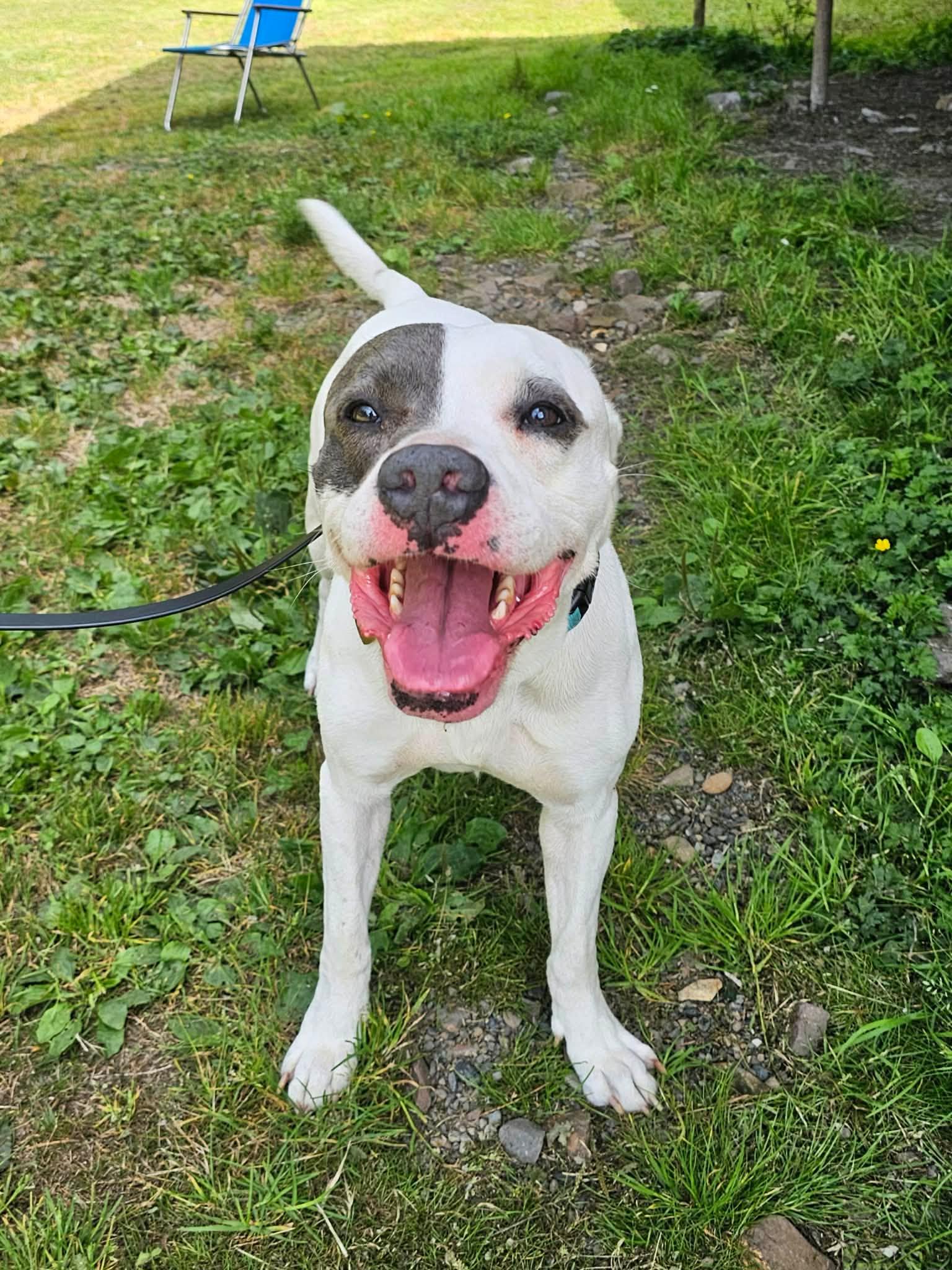 Rambler, a Adoptable mixed breed in Crescent city, CA image 3/6