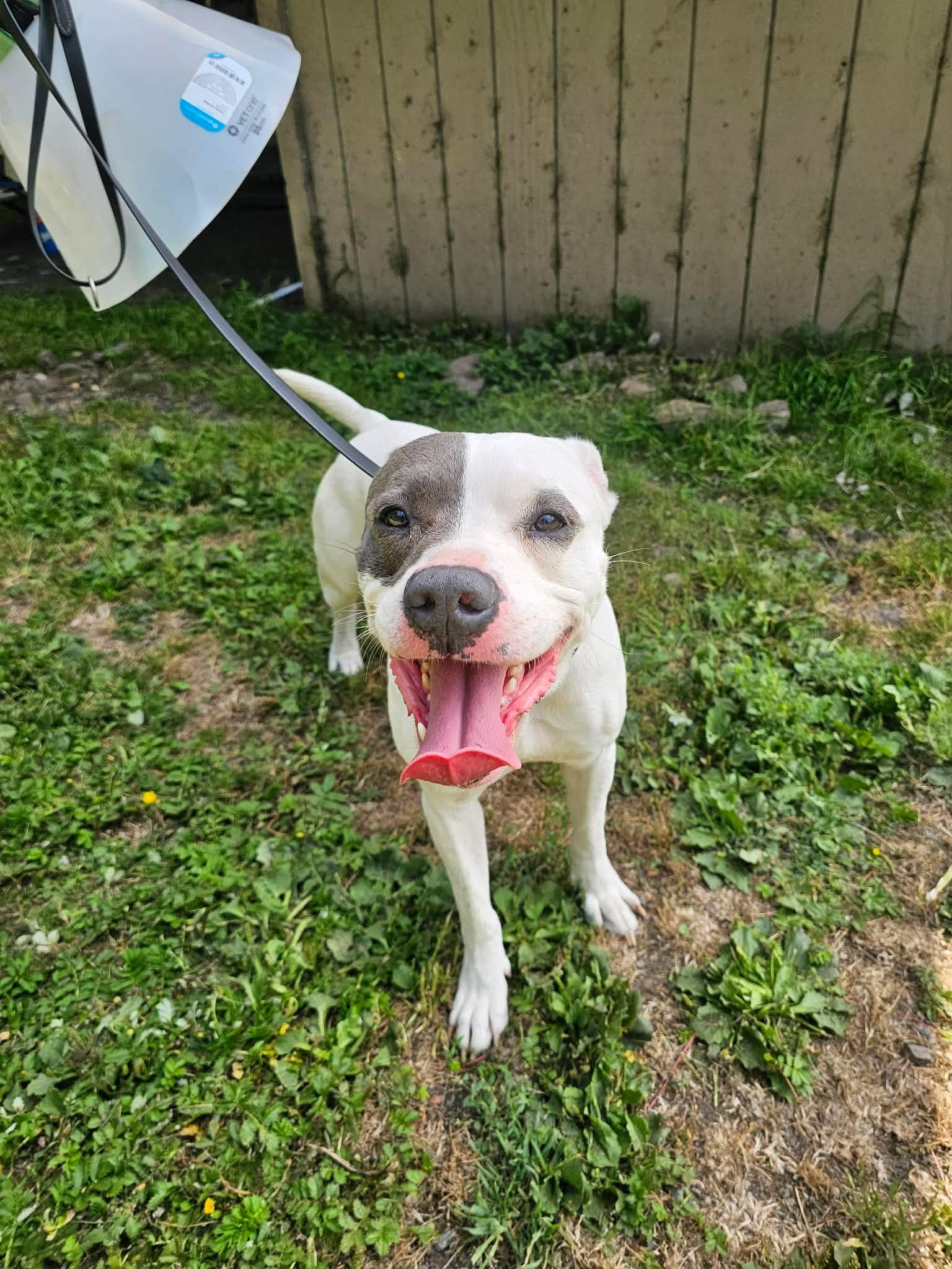 Rambler, a Adoptable mixed breed in Crescent city, CA image 6/6