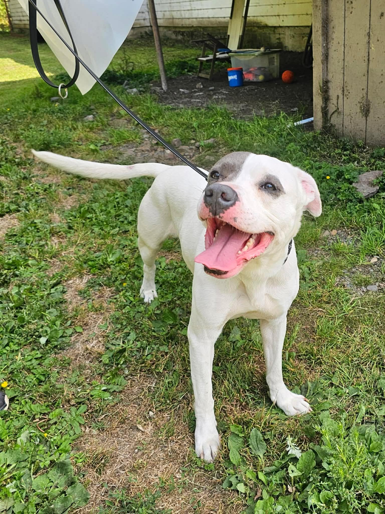 Rambler, a Adoptable mixed breed in Crescent city, CA image 2/6