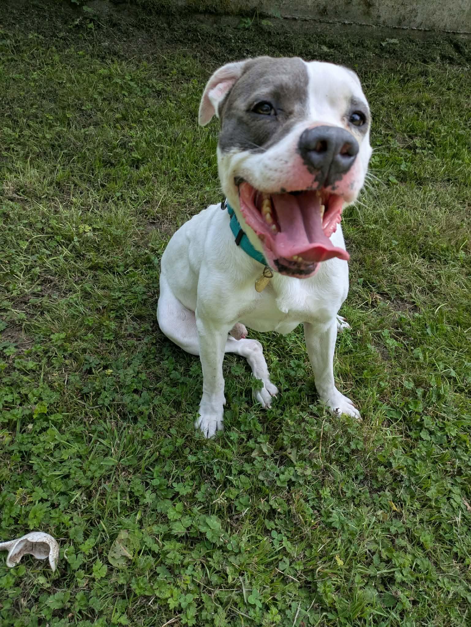 Rambler, a Adoptable mixed breed in Crescent city, CA image 5/6