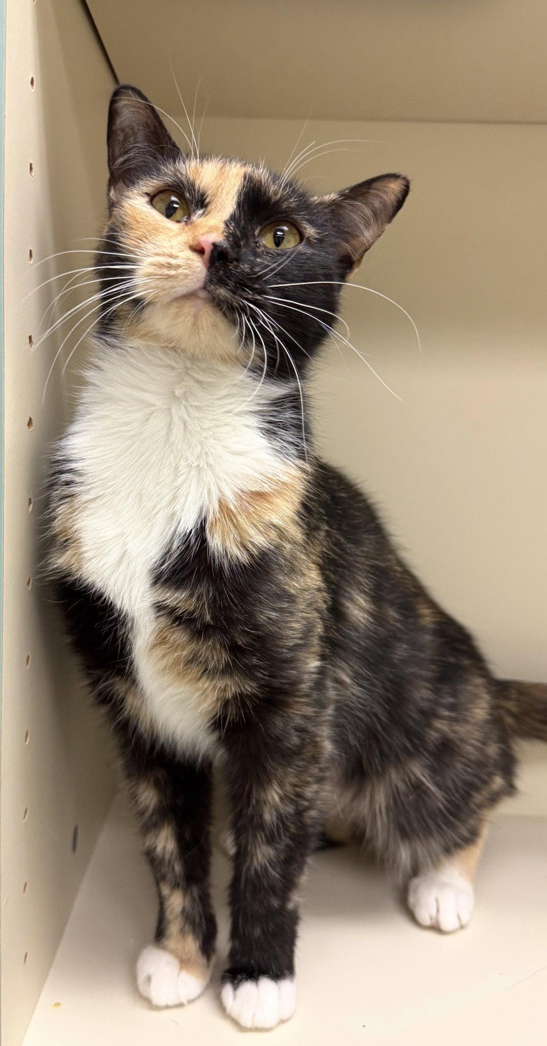 Koralle, Adopted, Adult Female Domestic Short Hair.