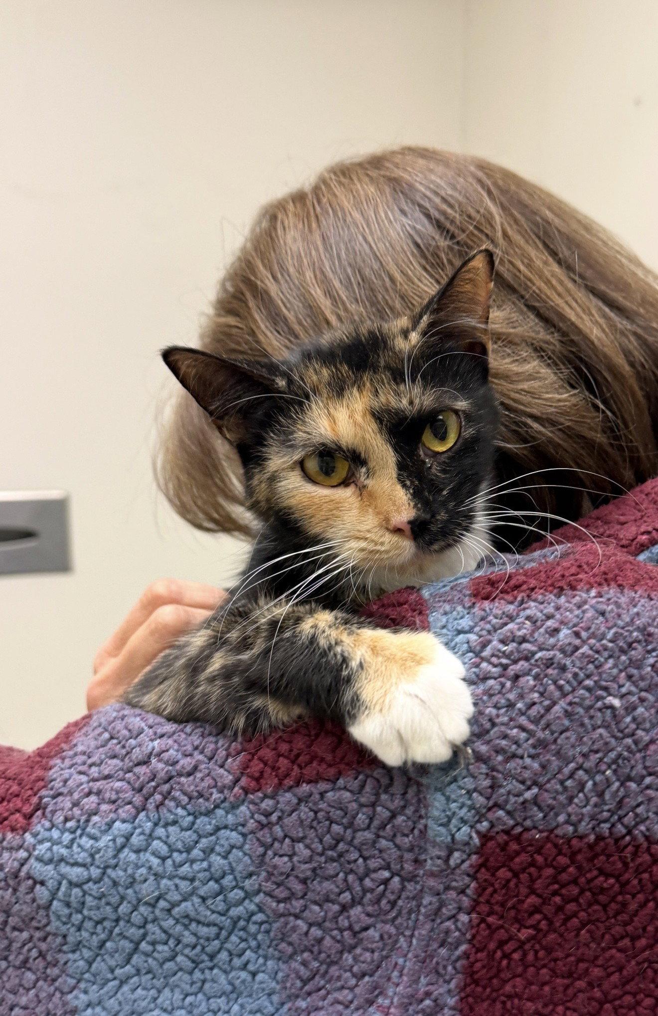 Koralle, a Adopted Domestic Short Hair in Walled Lake, MI image 2/3
