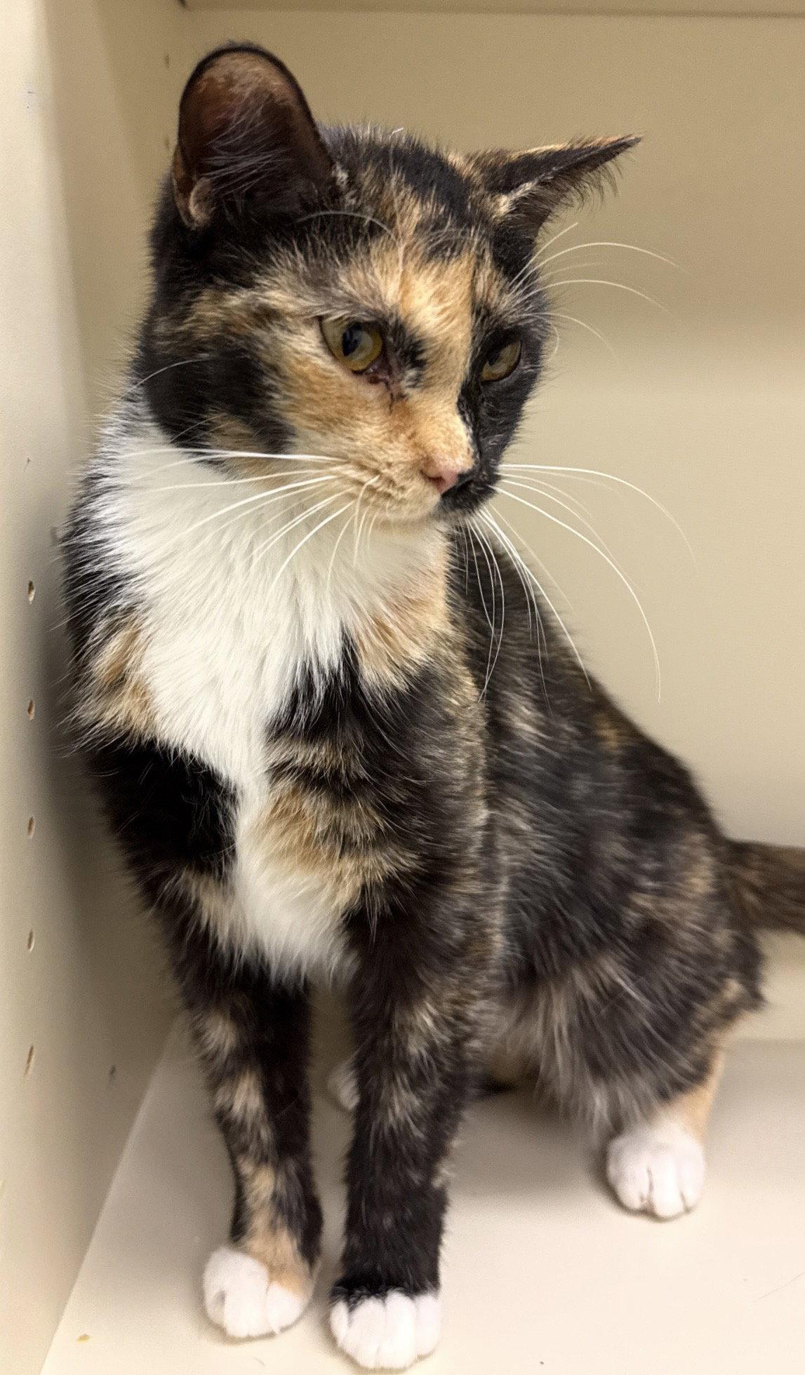 Koralle, a Adopted Domestic Short Hair in Walled Lake, MI image 3/3