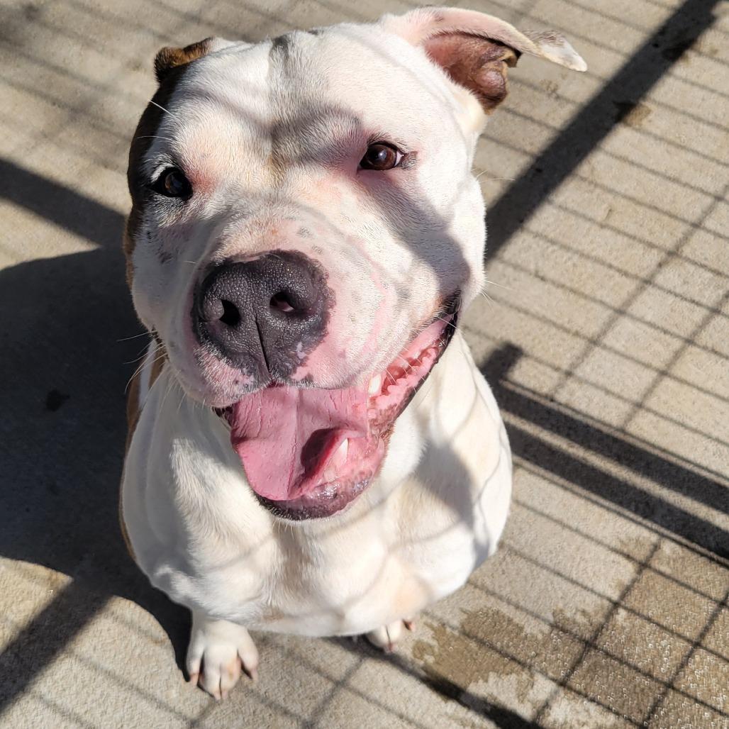 Enlarge Raja, a Adoptable Pit Bull Terrier in Columbus, NC image 1/6