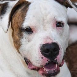 Enlarge Raja, a Adoptable Pit Bull Terrier in Columbus, NC image 2/6