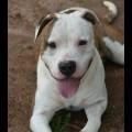 Enlarge Raja, a Adoptable Pit Bull Terrier in Columbus, NC image 3/6